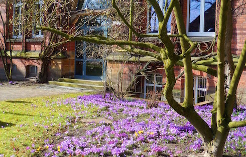 Frühlingsteppich im Vorgarten