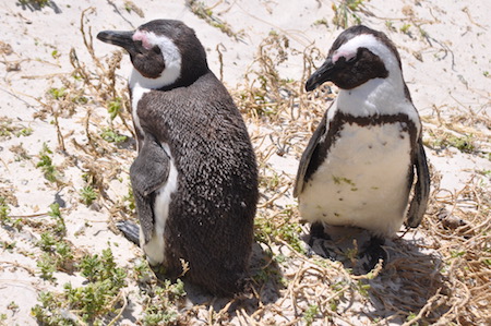 zwei Brillenpinguine am Boulders Beach zwei Brillenpinguine am Boulders Beach